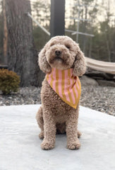Print Check or Stripe Bandanas